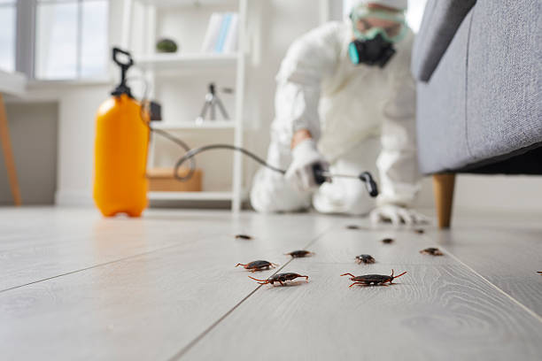 Affordable Termite Control solutions in Fisher, IL